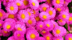 Flowers pink flowers