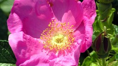 Flowers pink flowers