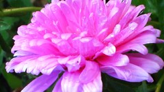 Flowers pink flowers