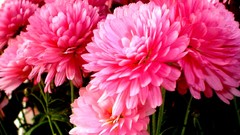 Flowers pink flowers