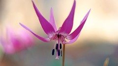 Flowers pink flowers