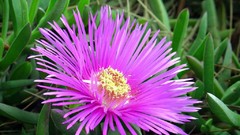 Flowers pink flowers