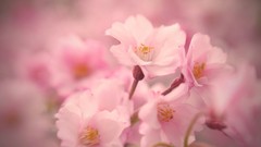 Flowers pink flowers