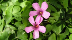 Flowers pink flowers