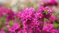 Flowers pink flowers