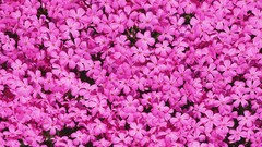 Flowers pink flowers