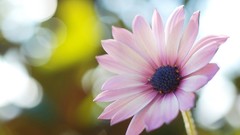 Flowers pink flowers