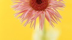 Flowers pink flowers