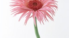 Flowers pink flowers