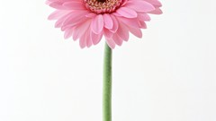 Flowers pink flowers