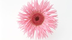 Flowers pink flowers