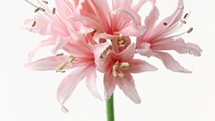 Flowers pink flowers