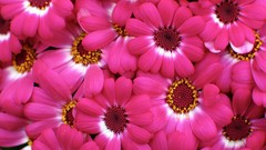 Flowers pink flowers