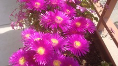 Flowers pink flowers