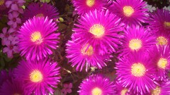 Flowers pink flowers