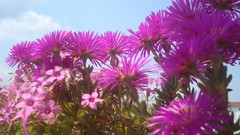 Flowers pink flowers