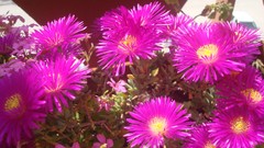 Flowers pink flowers