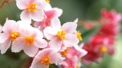 Flowers pink flowers