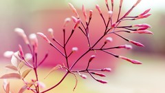 Flowers pink flowers