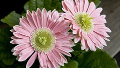 Flowers pink flowers