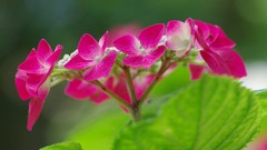 Flowers pink flowers