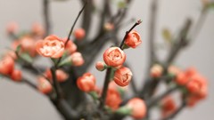 Flowers pink flowers