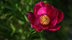 Flowers pink flowers