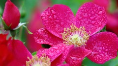 Flowers pink flowers