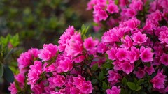 Flowers pink flowers