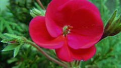 Flowers pink flowers