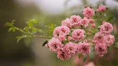 Flowers pink flowers