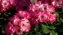 Flowers pink flowers