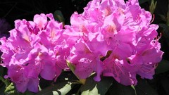 Flowers pink flowers