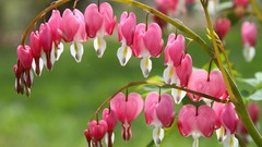 Flowers pink flowers Bleeding Hearts