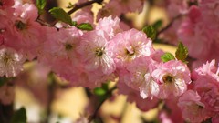Flowers pink flowers blossoms