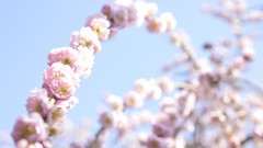Flowers pink flowers blossoms depth of field
