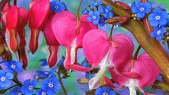 Flowers pink flowers blue flowers Forget-me-nots Bleeding Hearts