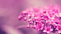 Flowers pink flowers blurred background Electronic Arts