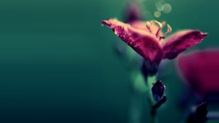 Flowers pink flowers bokeh