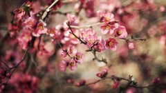 Flowers pink flowers bokeh depth of field