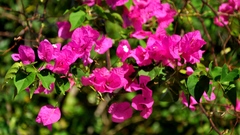 Flowers pink flowers bougainvillea