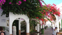 Flowers pink flowers bougainvillea