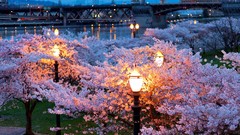 Flowers pink flowers Bridges lanterns cityscapes cherry blossoms