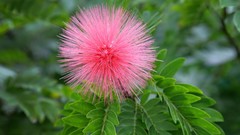 Flowers pink flowers Calliandra