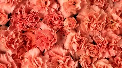 Flowers pink flowers carnations