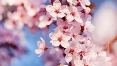 Flowers pink flowers cherry blossoms