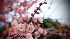 Flowers pink flowers cherry blossoms blurred background