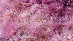 Flowers pink flowers chrysanthemums