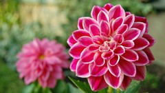 Flowers pink flowers dahlias