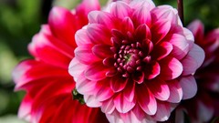 Flowers pink flowers dahlias